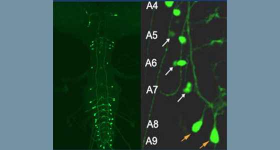 Appearing in âDevelopmentâ